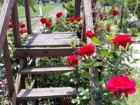 ok hwa jang님의 My  garden  나의정원 이미지