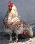 Blue Laced Red Wyandotte | 새