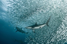School of fish | 상어, 수중 사진, 동물