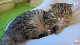 Cream Heroes Lulu 루루 | Kucing