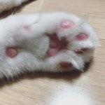 요즘 냥춘기가 와서 발바닥 한번 보기 힘들다 😥 . . . . #일상 #랙돌 #고양이 #반려묘 #일상 #냥이 #반려묘 #집사그램 #고양이그램% | 고양이, 그림... 