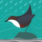 Dipper | 새
