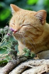Pin by Assdd on 고양ㅇㅣ | Cats, kittens, Domestic cat, Cats