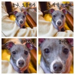 [New] The 10 Best Home Decor (with Pictures) -  이건 오뭉s 진심이다 진심이야 #거지가꿈이야 #텅장 . . . . #반려견 #반려견일상... 