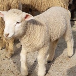 #비발디파크 #남이섬 #아침고요수목원 #레일바이크 #오션월드 인근 (홍천군 서면 두미리 624-1) #홍천양떼목장 #휘바핀란드 #국내여행 #팔로우... 