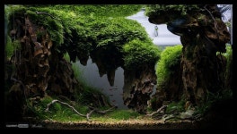 Green Aqua - fotóözön - Törökbálint | 아쿠아리움, 수족관, 어항