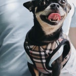 루이  루이 독사진 #출사#스냅#snap#puppy#petstagram#selfie#pet... 펫스타그램#럽스타그램… | Terrier, Boston terrier, Dogs