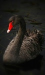 A blk swan | 사진, 꽃장식