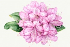 Set of 4 high quality watercolor botanical prints By Maryna Horbachova | 꽃그림, 수채화, 그림