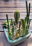 #succulents #cactus #succulentlovers #cactuslovers #minigarden | 식물, 원예, 꽃