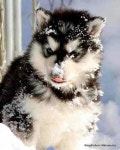 i want a husky soooo bad but my mom is allergic to big dogs :(제주신라호텔카지노 SK8000.COM... 