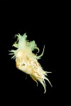 Nudibranch SWIMMING - Google 검색