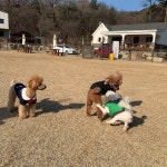 잘놀았다 ㅋㅋㅋ  #그라운드독 #애견운동장 #애견놀이터 #남양주애견운동장 #강아지모임 #강아지... in 2020 | Americas got talent, Animals, America