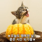 ★오늘도 행복한 날 좋은 시간 되기를★     반짝반짝 눈부신 고운 햇볕은 마음을 비추는 거울이 되고  조각조각 흩어지는 별빛은 깊어가는 밤하늘... 