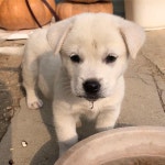 댕댕이는 역시 시골댕댕이