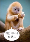 ✿°•∘유머1번지∘•°✿에 있는 빛바랜 기록님의 핀 | 웃긴 개 사진, 동물 밈, 귀여운 동물 밈