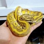 #photographyreptilelover #reptilesofinstagram #snakesofinstagram #petsofinstagram #볼파이톤 #carpetpython #reptiledaily... 
