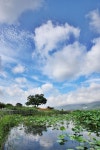 두구동 연꽃소류지 [Busan] | South korea, Travel, Nature