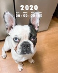 #새해 #2020년 #프렌치불독 #개스타그램 #멍스타그램#견스타그램 #강아지  #frenchbulldog #bulldog #oddeye #오드아이... in 2020... 