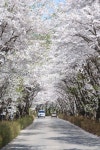 Cherry blossom | Gapyeong | South Korea  꽃피는 봄이 오면 경춘국도를 달리다 가평빗고개를 가기전에 있는 에덴휴게소 뒷길에 있는 벚꽃길이... 
