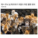 헬멧 쓴 고양이‥ - 2023 | 뱀파이어 예술, 동물, 귀여운 동물