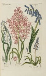 Botanical  Print에 있는 Yongsig Han님의 핀
