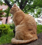 늠름한 명박이! (With images) | Instagram posts, Animals, Instagram