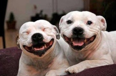 I love it when dogs have big smiles on their faces... and they do smile! | 웃긴 동물, 행복한 개, 개 유머