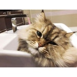 . 오늘 루비 미용하는 날~😺 내가 긴장타네 ㅋㅋ🙀🙀 #꿀모닝 #루비내새끼사랑해 #엄마바라기 #껌딱지 #반려묘 #개냥이 #ねこ #愛猫 #미묘 | 猫, ねこ