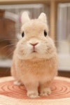 Beautiful blonde bunny | 애완동물, 귀여운 동물, 아기 동물