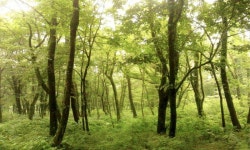 @사려니숲, 제주