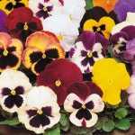 pansy flower colors - Google Search | 팬지
