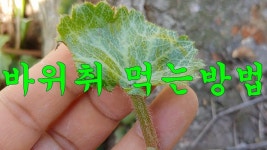 조양제님이 약초에 올린 약초 이미지 - 2020 | 원예, 놀라운