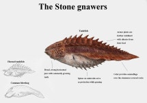 Stone gnawers(이미지 포함)