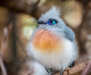 BIRDS on Behance | 동물