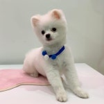 아가 쫑쫑이의 첫미용 겁이 많아 많이 무서웠을텐데 잘해주고... 미용 끝나고 쇼파위에선 파워 당당 꼬맹이로 변신했지요  아가 쫑쫑이... 