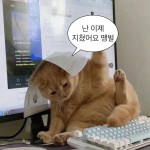 난 이제 지쳤어요 땡벌 - 2022 | 귀여운 고양이 밈, 강아지 밈, 귀여운 강아지 밈