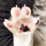 Cat pic에 있는 J As In J님의 핀 | 고양이 발, 고양이, 동물