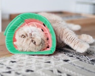 Im fine thanks to you. | 고양이