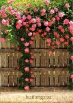 dhresource.com/albu_554808117_00-1.0x0/hot-sale-100-seeds-climbing-rose-seeds-plants.jpg. | 꽃 사진, 장미 정원