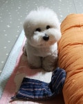 #가비#비타#꼬똥#꼬똥드툴레아#cotondetulear #한국꼬똥켄넬#반려견#puppy#pet #petstagram#펫스타그램#dog #dogst… | Coton de tulear... 