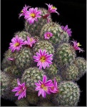 Cactus | 다육 식물