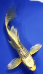 Butterfly Koi: Beautiful Koi, Aquatic, Koi Fish, Aquarium, Fish Koi ... #KoiFishInformation | 해양 생물, 수족관, 잉어