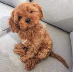 . cute | Puppy | Dog | animal | pets | 강아지, 말티푸, 개