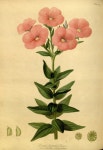 Botanical Art에 있는 핀
