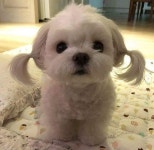 That moment when a dog is a better rider than you... | 귀여운 아기 동물, 귀여운 강아지, 귀여운 강아지 사진