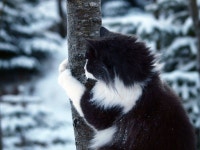 (๑ↀᆺↀ๑)✧ | Cat problems, White cats, Animal companions