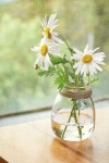 Antique Passion : Photo(이미지 포함) | 데이지, 아름다운 꽃, 코스모스 꽃