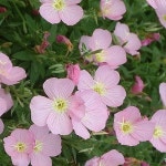 Pin on 동양화 2학기