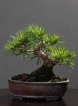 Black pine | 분재